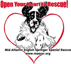 northern english springer spaniel rescue